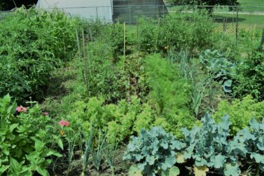 jefferson street oasis springfield ohio community garden with garden sheds 1