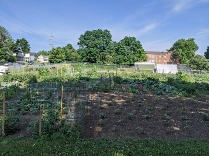 jefferson street oasis springfield ohio community garden with garden sheds 27
