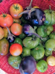 fresh vegetables from organic farm in ohio
